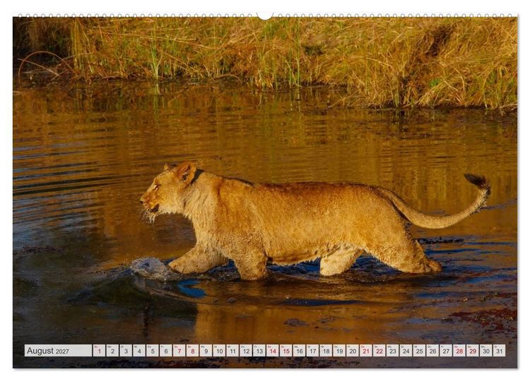 Produktbild: Afrikas Tierwelt - L&ouml;wen (Wandkalender 2027 DIN A2 quer), CALVENDO Monatskalender