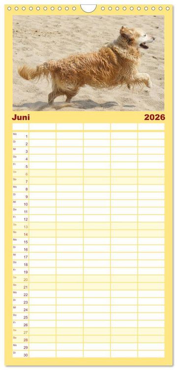 Produktbild: Familienplaner 2026 - Golden Retriever Power mit 5 Spalten (Wandkalender, 21 x 45 cm) CALVENDO