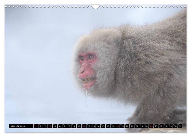 Produktbild: Schneeaffen im Jigokudani Nationalpark (Wandkalender 2026 DIN A3 quer), CALVENDO Monatskalender