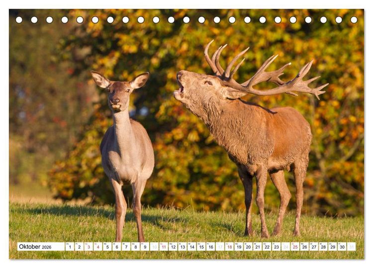 Produktbild: Tiermomente (Tischkalender 2026 DIN A5 quer), CALVENDO Monatskalender