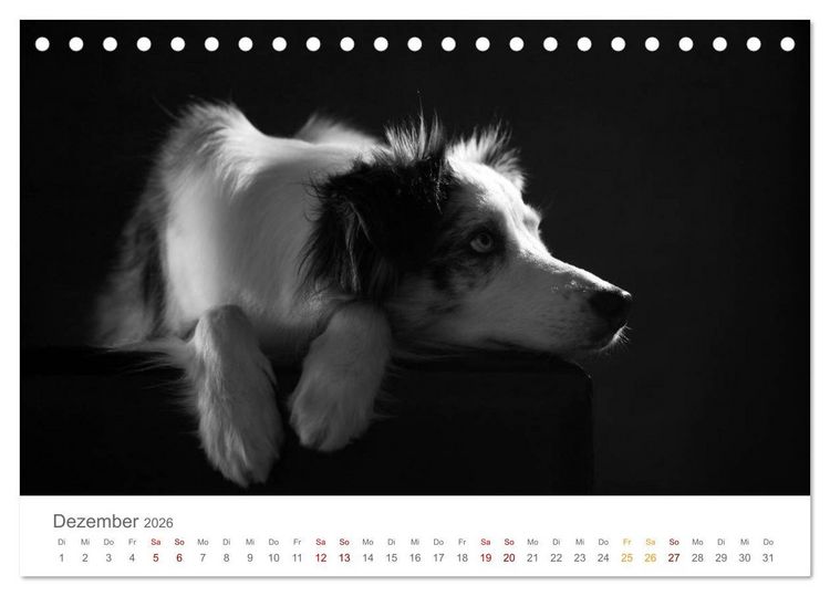 Produktbild: Hundeportraits Fine Art (Tischkalender 2026 DIN A5 quer), CALVENDO Monatskalender