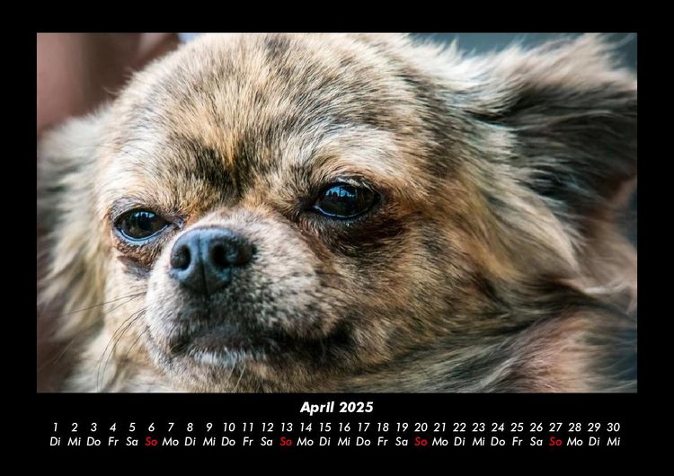 Produktbild: Hundezauber 2025 Fotokalender DIN A3