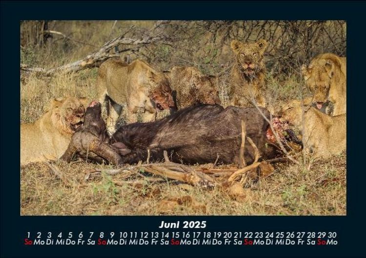 Produktbild: Welt der Tiere 2025 Fotokalender DIN A5
