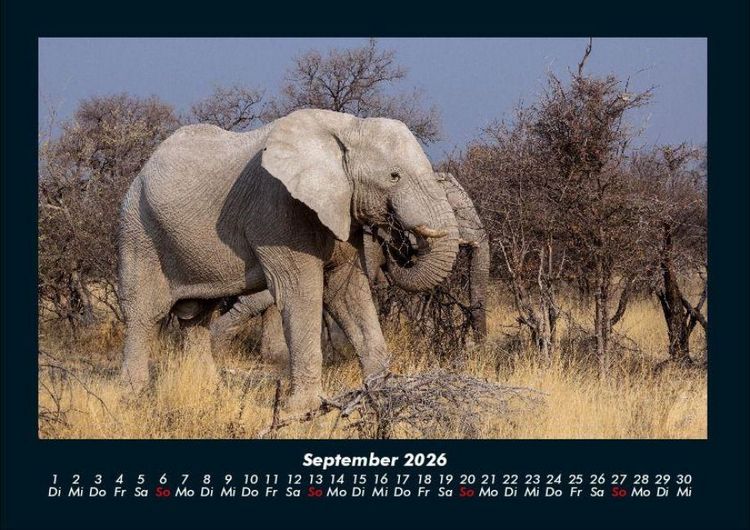 Produktbild: Der Elefantenkalender 2026 Fotokalender DIN A4