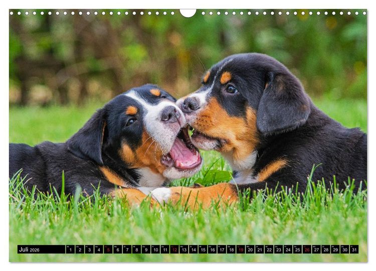 Produktbild: Ein Hund zum Verlieben - Gro&szlig;er Schweizer Sennenhund (Wandkalender 2026 DIN A3 quer), CALVENDO Monatskalender