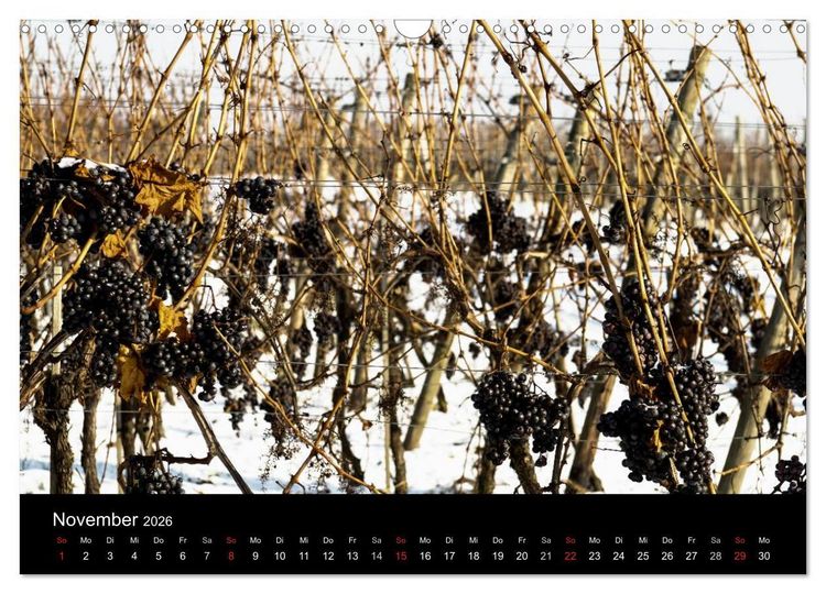 Produktbild: Das Jahr im Weinberg (Wandkalender 2026 DIN A3 quer), CALVENDO Monatskalender