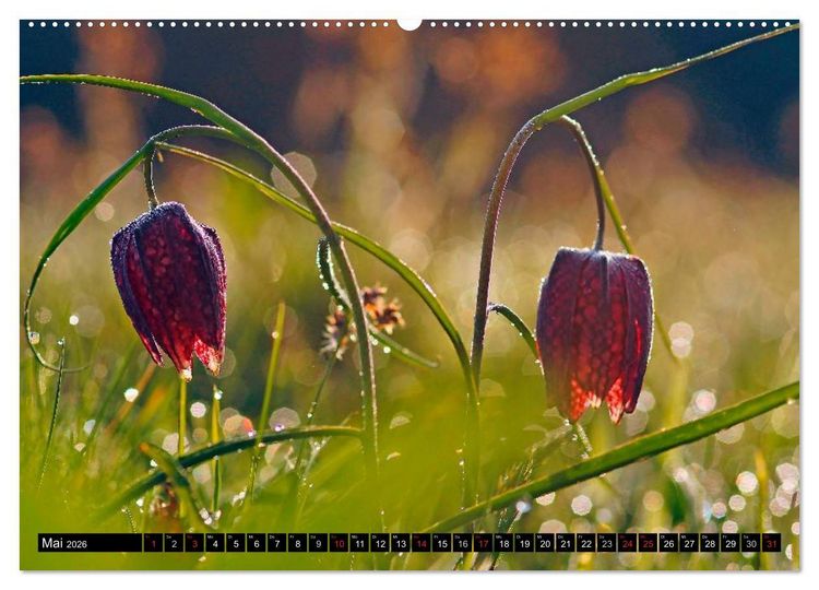 Produktbild: Die Schachbrettblume (hochwertiger Premium Wandkalender 2026 DIN A2 quer), Kunstdruck in Hochglanz