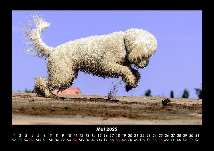 Produktbild: Hunde 2025 Fotokalender DIN A3