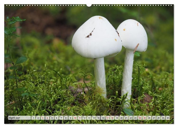 Produktbild: Sch&ouml;n, aber giftig. Giftpilze, die Sammler kennen sollten. (hochwertiger Premium Wandkalender 2027 DIN A2 quer), Kunstdruck in Hochglanz