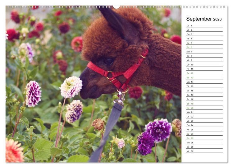 Produktbild: Alpakas im Paradies (Wandkalender 2026 DIN A2 quer), CALVENDO Monatskalender