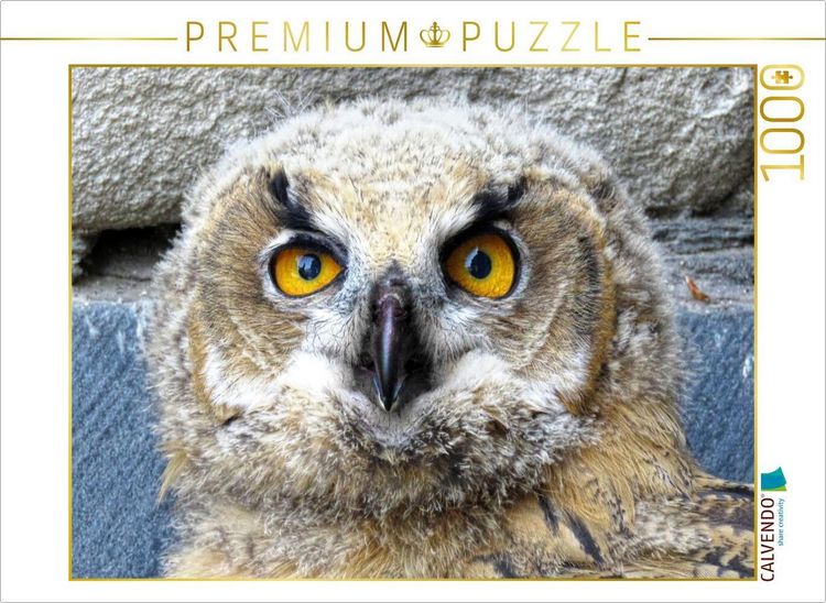 Produktbild: CALVENDO Puzzle Junger Uhu - Kassel-Lutherturm | 1000 Teile Lege-Gr&ouml;&szlig;e 64x48cm Foto-Puzzle f&uuml;r gl&uuml;ckliche Stunden