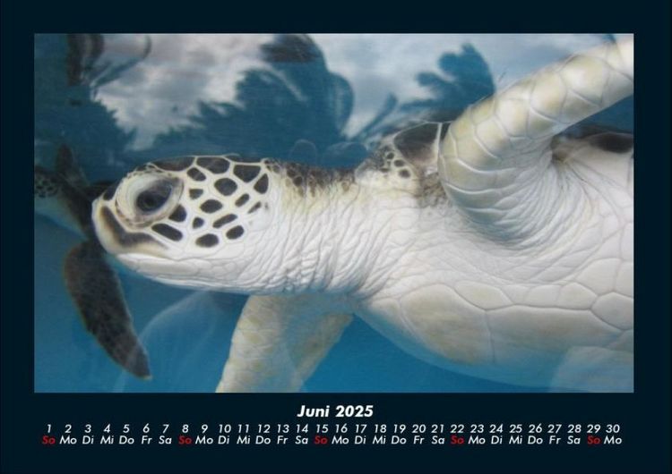 Produktbild: Schildkr&ouml;tenzauber 2025 Fotokalender DIN A4