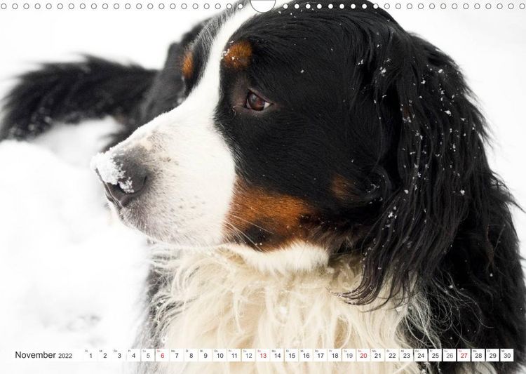 Produktbild: Tierisch nahe Berner-Portr&auml;ts (Wandkalender 2022 DIN A3 quer)
