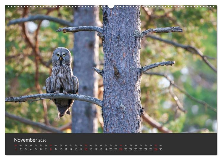 Produktbild: V&ouml;gel im Norden Europas (hochwertiger Premium Wandkalender 2026 DIN A2 quer), Kunstdruck in Hochglanz