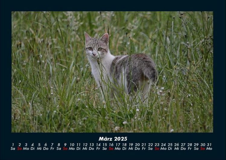 Produktbild: F&uuml;r Katzenfreunde 2025 Fotokalender DIN A4