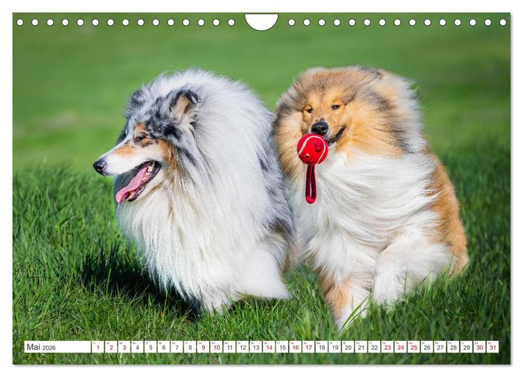 Produktbild: Der Collie - ein Hund f&uuml;rs Herz (Wandkalender 2026 DIN A4 quer), CALVENDO Monatskalender