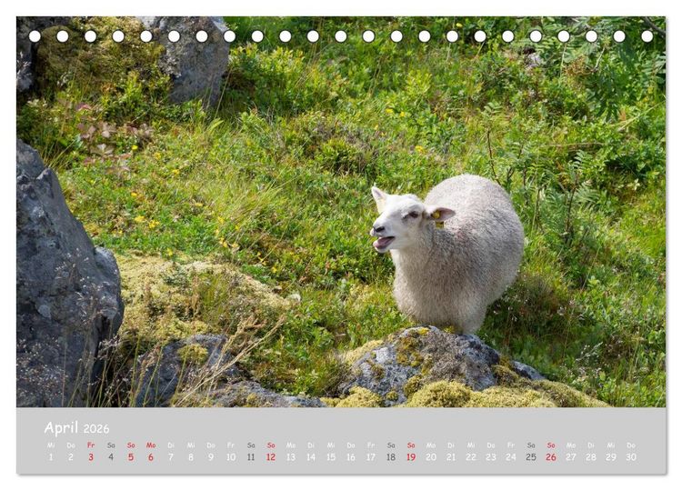 Produktbild: Ganz sch&ouml;n Schaf (Tischkalender 2026 DIN A5 quer), CALVENDO Monatskalender