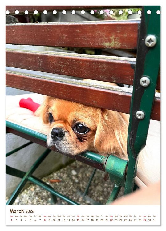 Produktbild: Sassy, fluffy, fabulous &ndash; A year of Pekingese charm (Desk Calendar 2026 DIN A5 portrait), CALVENDO 12 Month DeskCalendar