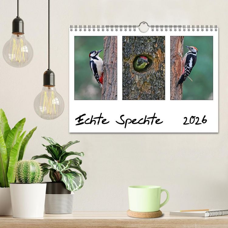 Produktbild: Echte Spechte (Wandkalender 2026 DIN A4 quer), CALVENDO Monatskalender