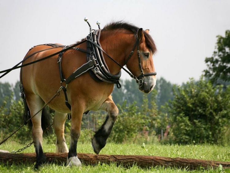 Produktbild: CALVENDO Puzzle R&uuml;ckepferd bei der Arbeit | 1000 Teile Lege-Gr&ouml;&szlig;e 64x48cm Foto-Puzzle f&uuml;r gl&uuml;ckliche Stunden