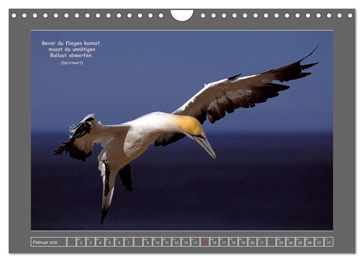 Produktbild: Naturwunder Neuseeland - in Bild und Text (Wandkalender 2026 DIN A4 quer), CALVENDO Monatskalender