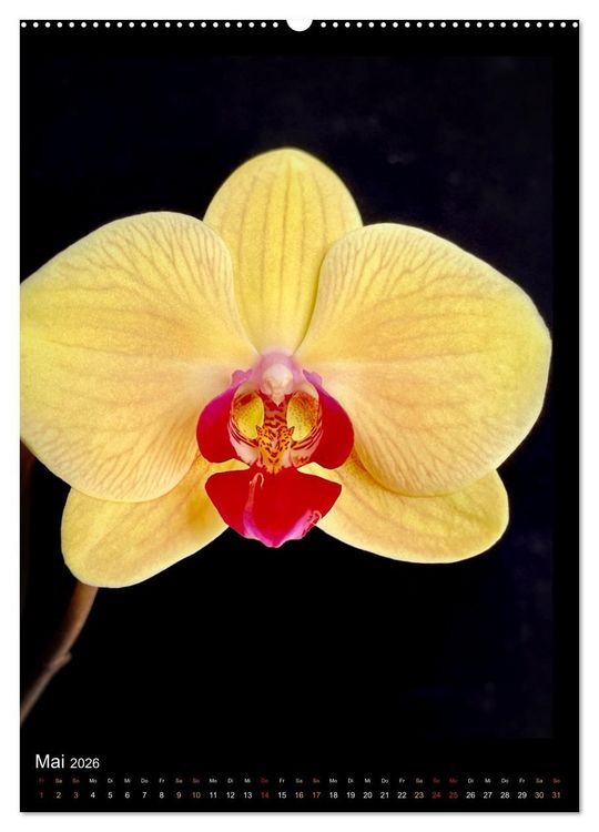 Produktbild: Orchideen - Exoten im Wohnzimmer (hochwertiger Premium Wandkalender 2026 DIN A2 hoch), Kunstdruck in Hochglanz