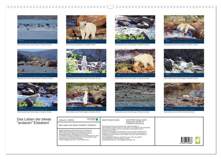 Produktbild: Das Leben der etwas "anderen" Eisb&auml;ren! (Wandkalender 2026 DIN A2 quer), CALVENDO Monatskalender