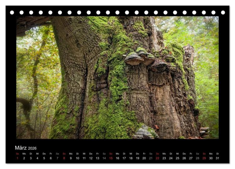Produktbild: M&auml;rchenhafter Reinhardswald und Urwald Sababurg (Tischkalender 2026 DIN A5 quer), CALVENDO Monatskalender