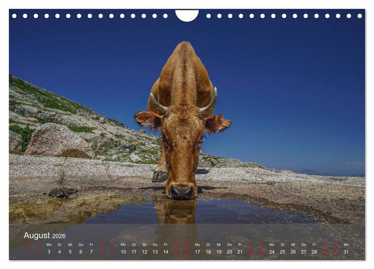 Produktbild: Korsika - Faszinierende Landschaften (Wandkalender 2026 DIN A4 quer), CALVENDO Monatskalender