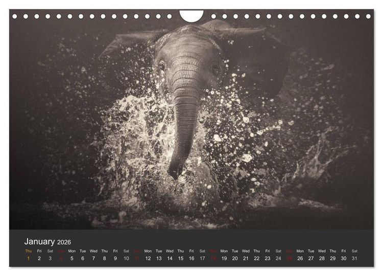 Produktbild: African Souls African animals with soul (Wall Calendar 2026 DIN A4 landscape), CALVENDO 12 Month Wall Calendar
