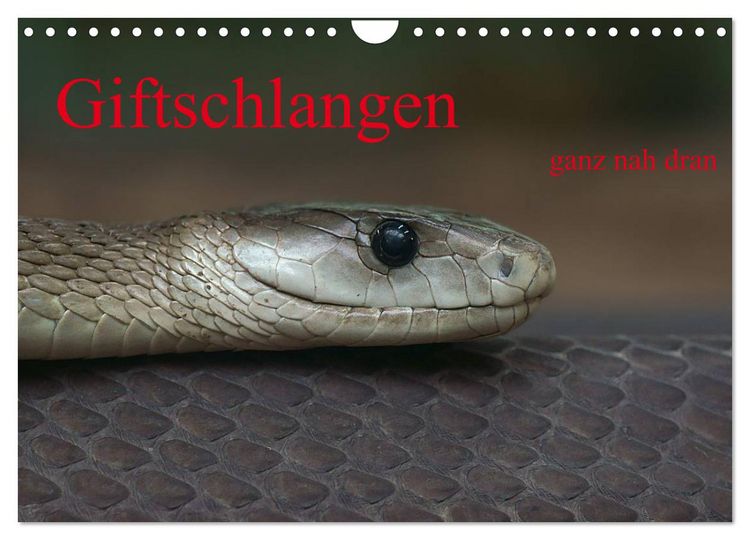 Produktbild: Giftschlangen, ganz nah dran (Wandkalender 2026 DIN A4 quer), CALVENDO Monatskalender
