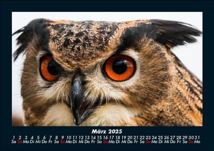 Produktbild: Vogelparadies 2025 Fotokalender DIN A5