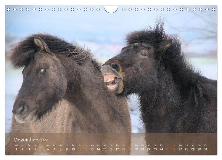 Produktbild: Verspielte Islandpferde Kopf an Kopf (Wandkalender 2027 DIN A4 quer), CALVENDO Monatskalender