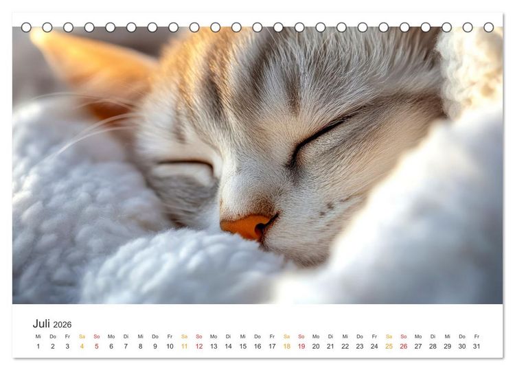 Produktbild: Katzen - Kalender f&uuml;r alle Miezenfans (Tischkalender 2026 DIN A5 quer), CALVENDO Monatskalender
