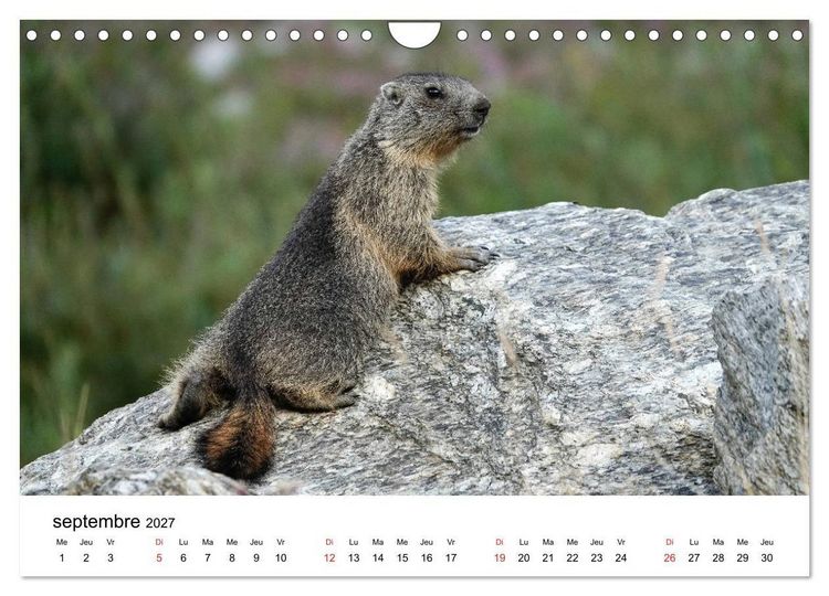 Produktbild: Le monde des marmottes en Haute Maurienne (Calendrier mural 2027 DIN A4 vertical), CALVENDO calendrier mensuel