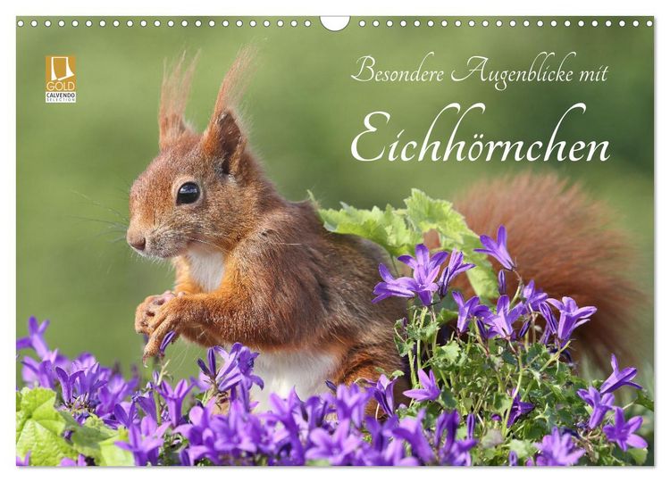 Produktbild: Besondere Augenblicke mit Eichh&ouml;rnchen (Wandkalender 2026 DIN A3 quer), CALVENDO Monatskalender
