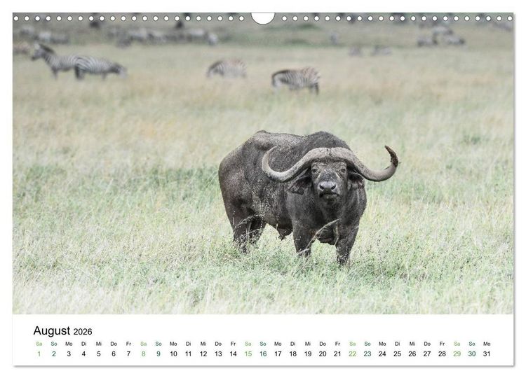 Produktbild: B&uuml;ffel - wild und sch&ouml;n (Wandkalender 2026 DIN A3 quer), CALVENDO Monatskalender