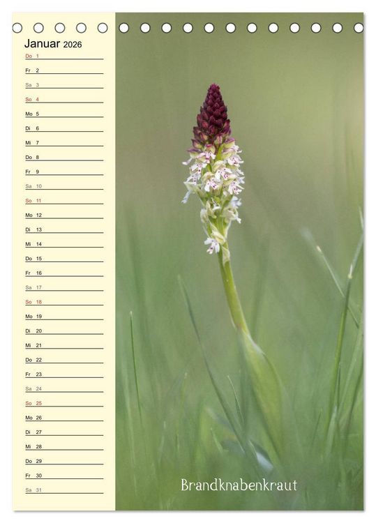 Produktbild: Wildwachsende Orchideen in Bayern (Tischkalender 2026 DIN A5 hoch), CALVENDO Monatskalender