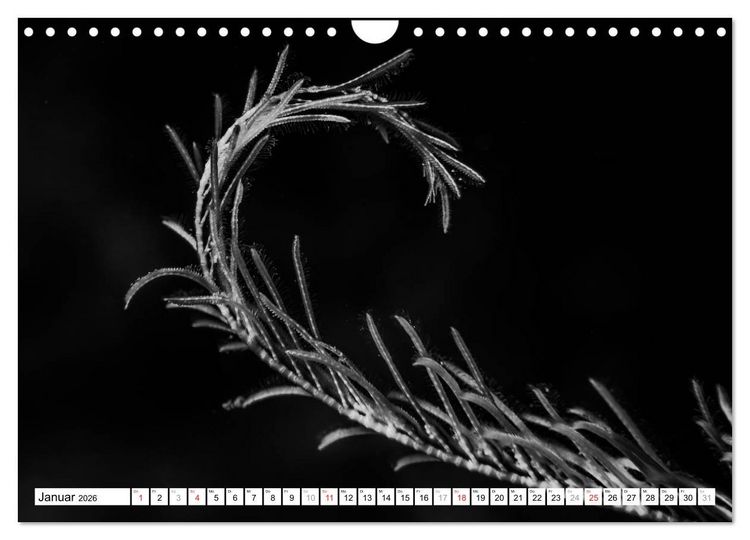 Produktbild: Unterwasser Makros - schwarz weiss 2026 (Wandkalender 2026 DIN A4 quer), CALVENDO Monatskalender