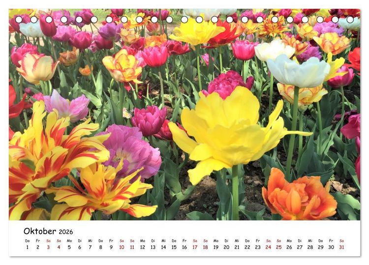 Produktbild: Tulpenbl&uuml;te in Flevoland 2026 (Tischkalender 2026 DIN A5 quer), CALVENDO Monatskalender