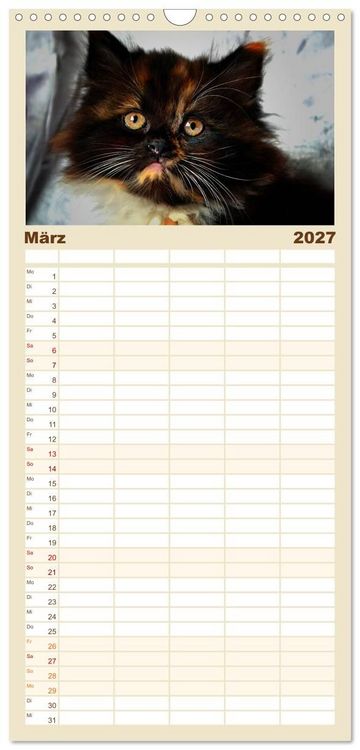 Produktbild: Familienplaner 2027 - Katzen im Portr&auml;t / Geburtstagskalender mit 5 Spalten (Wandkalender, 21 x 45 cm) CALVENDO