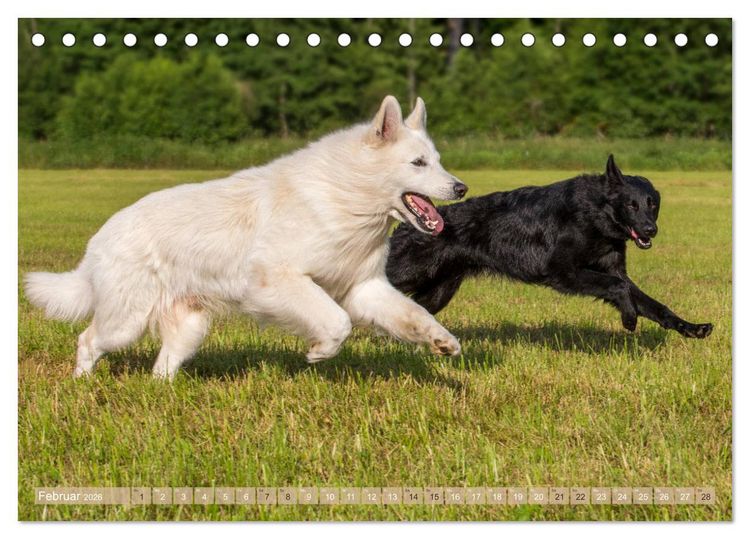 Produktbild: Sch&auml;ferhunde - Freunde auf 4 Pfoten (Tischkalender 2026 DIN A5 quer), CALVENDO Monatskalender