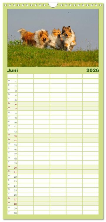 Produktbild: Familienplaner 2026 - Faszination Collie 2026 mit 5 Spalten (Wandkalender, 21 x 45 cm) CALVENDO