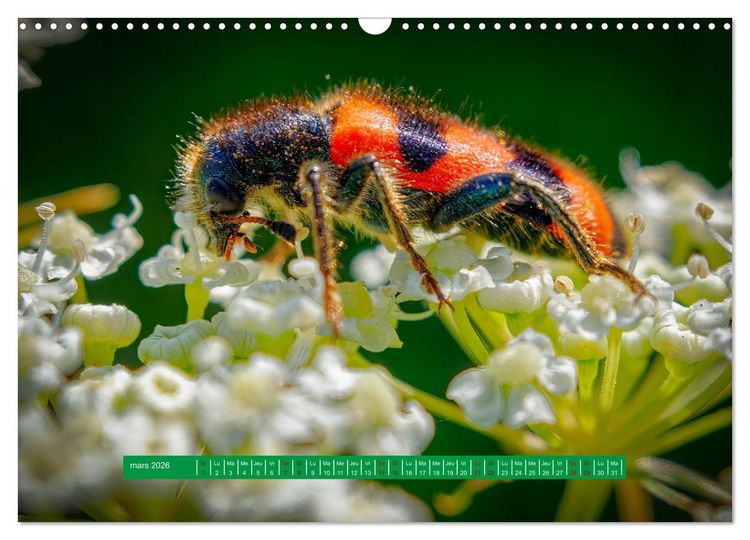 Produktbild: La vie de nos prairie, les ombellif&egrave;res (Calendrier mural 2026 DIN A3 vertical), CALVENDO calendrier mensuel