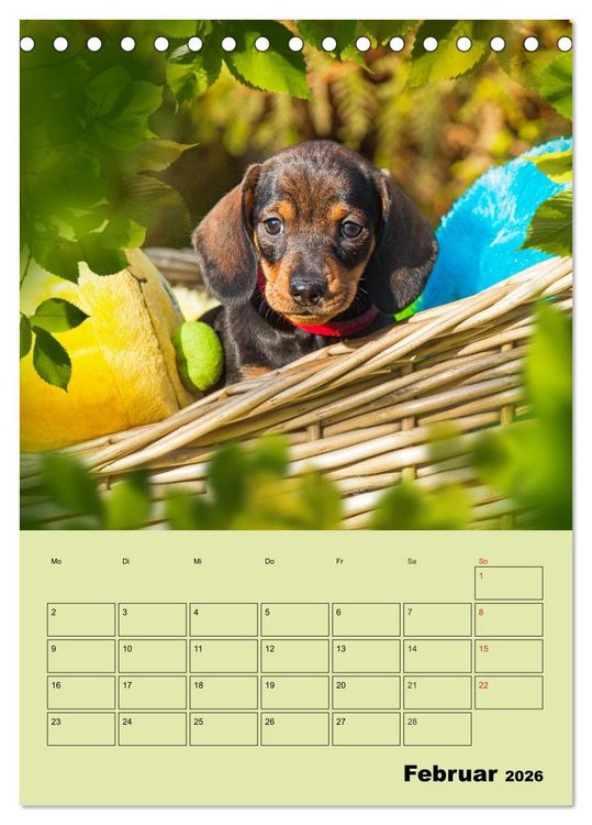 Produktbild: Dackeltr&auml;ume - Ein Familienplaner f&uuml;r das Jahr (Tischkalender 2026 DIN A5 hoch), CALVENDO Monatskalender