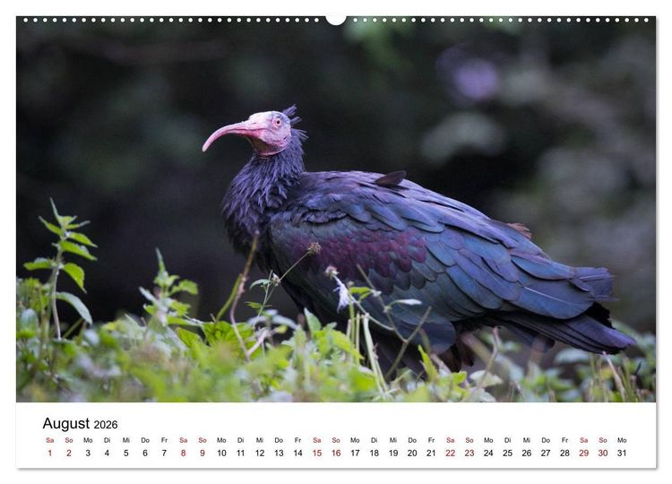 Produktbild: Der Waldrapp - Ein skurriler Vogel (Wandkalender 2026 DIN A2 quer), CALVENDO Monatskalender