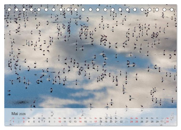Produktbild: Flamingo Impressionen 2026 (Tischkalender 2026 DIN A5 quer), CALVENDO Monatskalender