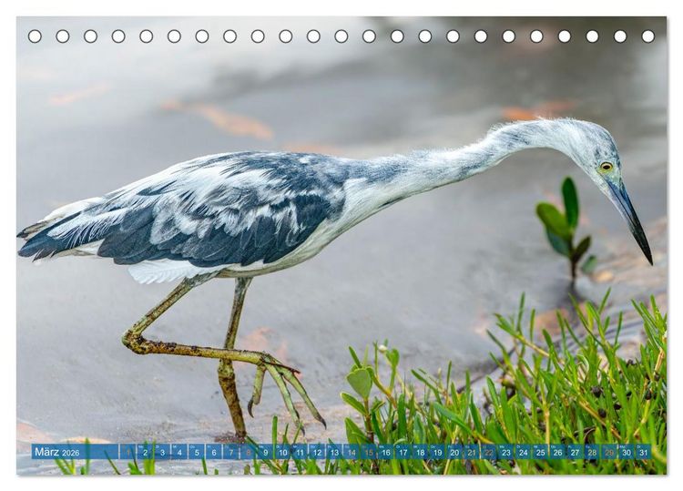 Produktbild: Blaureiher und Dreifarbenreiher (Tischkalender 2026 DIN A5 quer), CALVENDO Monatskalender