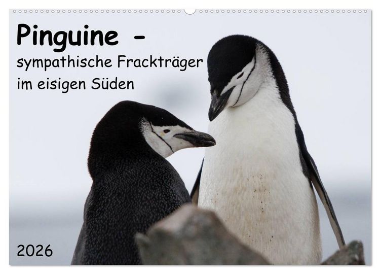 Produktbild: Pinguine - sympathische Fracktr&auml;ger im eisigen S&uuml;den (Wandkalender 2026 DIN A2 quer), CALVENDO Monatskalender