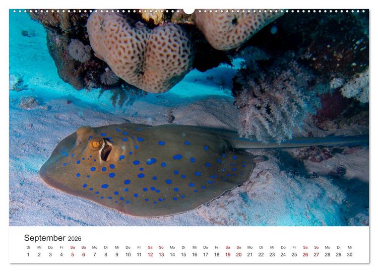 Produktbild: Faszination blaue Welt (hochwertiger Premium Wandkalender 2026 DIN A2 quer), Kunstdruck in Hochglanz